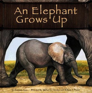 an-elephant-grows-up